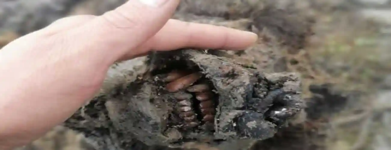Orso delle caverne ritrovato nel ghiaccio in Siberia